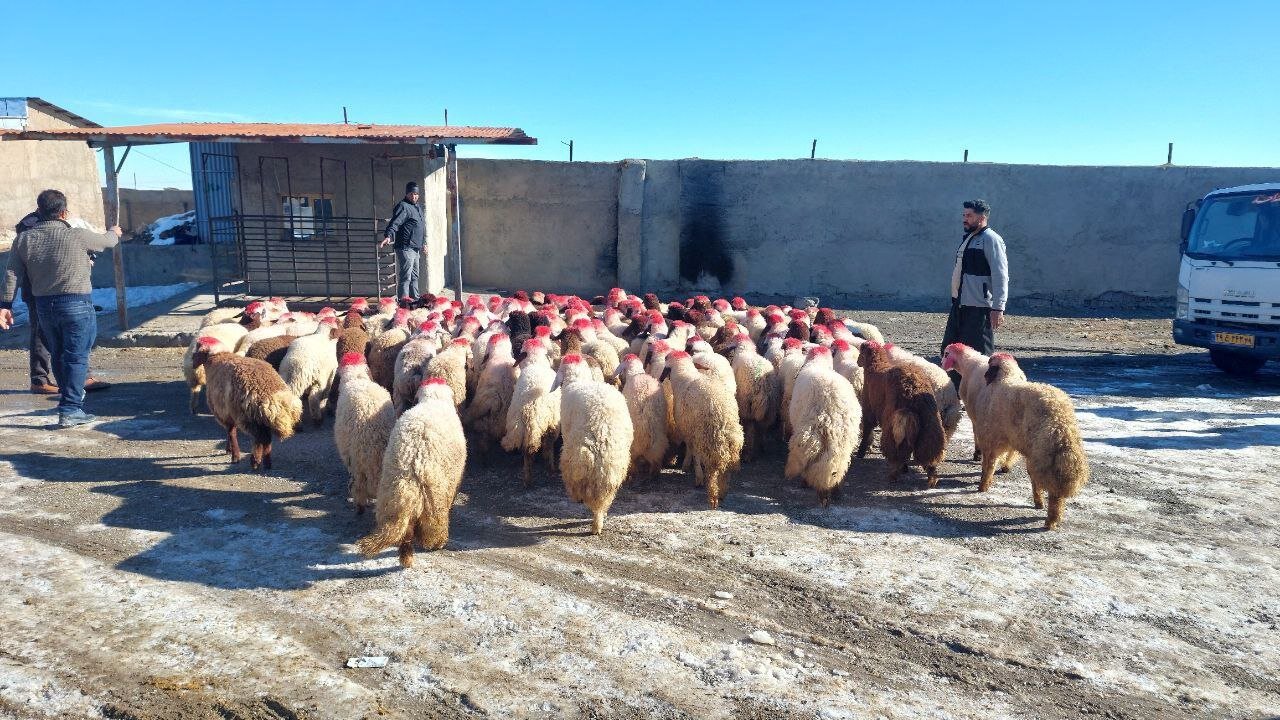 گوسفندان در حیاط یک دامداری به همراه چند فرد در کنارشان