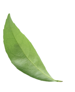 یک برگ بزرگ در گوشه تصویر