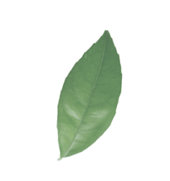 یک برگ به صورت عمودی که در هوا شناور است