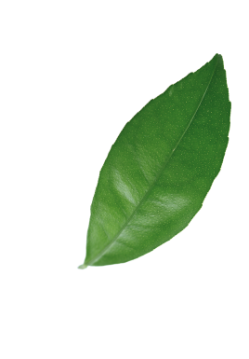 یک عدد برگ که شناور در هوا می باشد