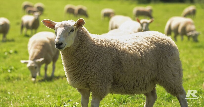 گوسفند یک گوسفند سفید در دشت