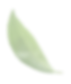 یک عدد برگ کوچک که در پس زمینه می باشد