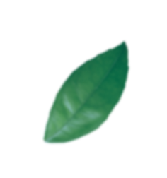 برگ دو عدد برگ شناور در هوا