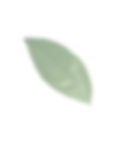 یک برگ کم رنگ در پس زمینه