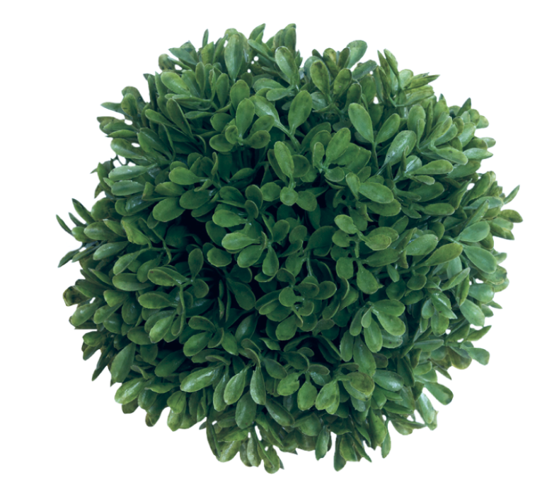 بوته گل یک بوته گل که به شکل دایره است