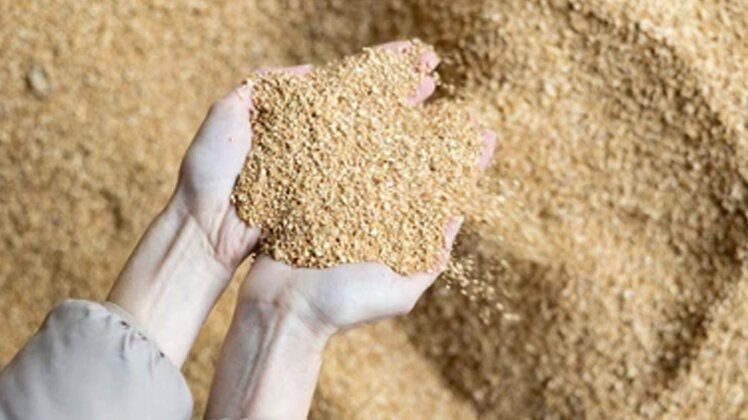 کنسانتره پرواری چیست؟ تفاوت کنسانتره با دان معمولی و بهترین انتخاب برای گوساله پرواری